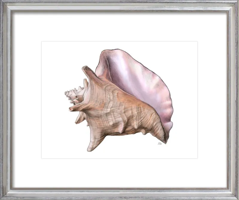 Queen conch  by Emily S. Damstra for Artfully Walls