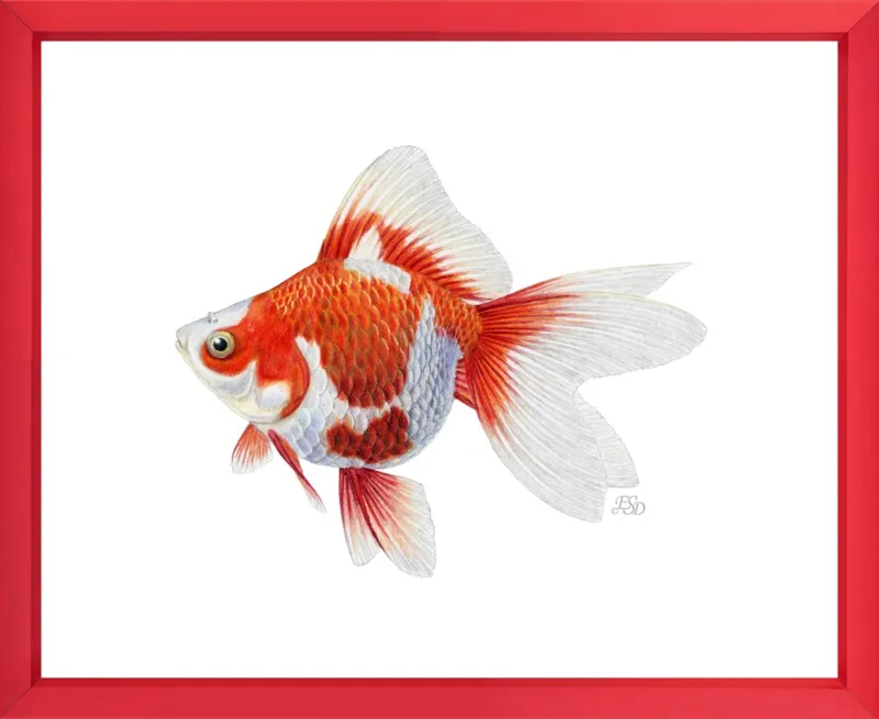 Japanese ryukin goldfish by Emily S. Damstra for Artfully Walls