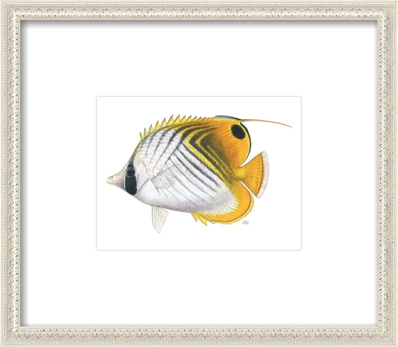 Threadfin butterflyfish by Emily S. Damstra for Artfully Walls