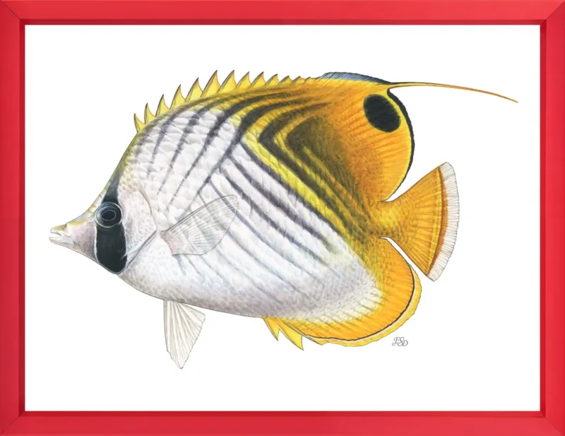 Threadfin butterflyfish by Emily S. Damstra for Artfully Walls
