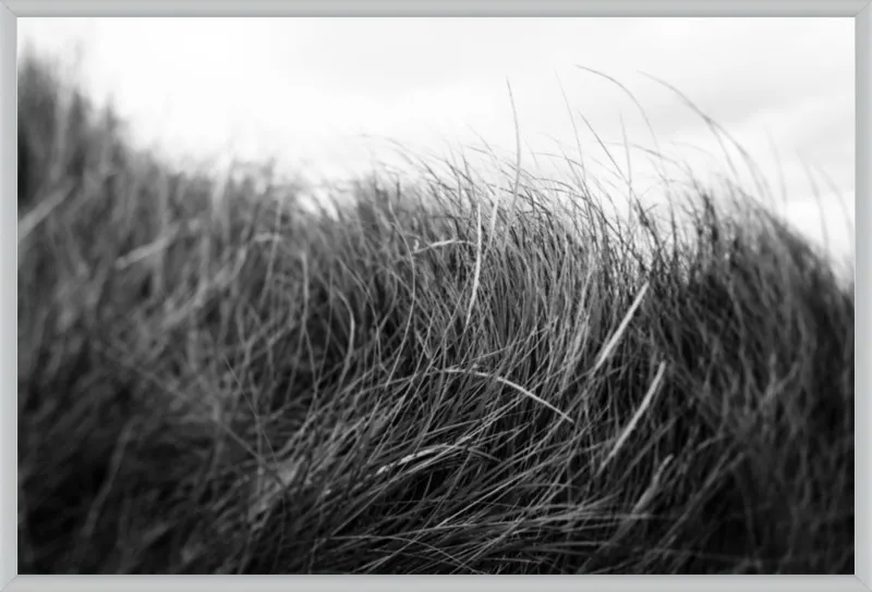 Beach Grass #3 by Alicia Bock for Artfully Walls