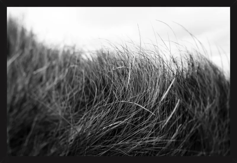 Beach Grass #3 by Alicia Bock for Artfully Walls