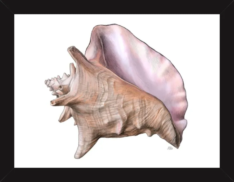 Queen conch  by Emily S. Damstra for Artfully Walls