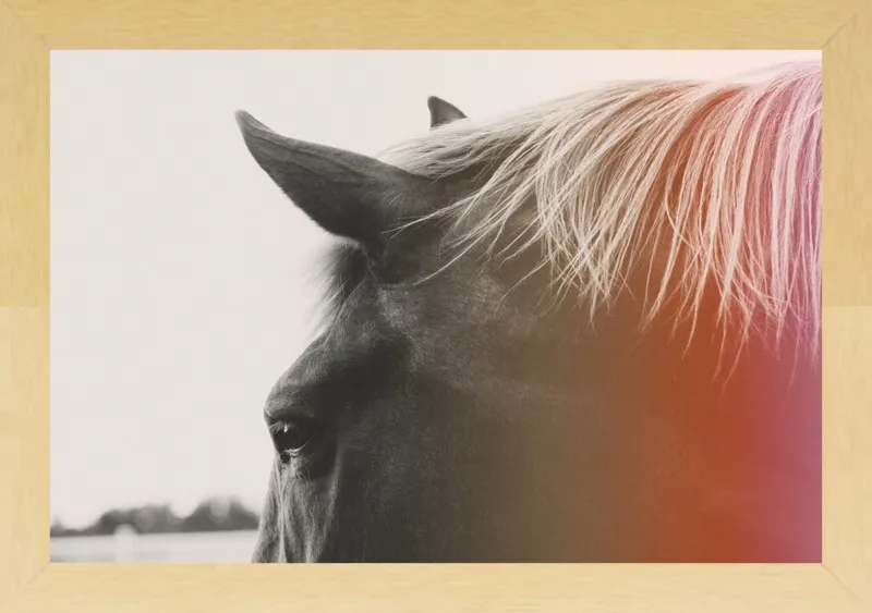 Pink Pony by Alicia Bock for Artfully Walls