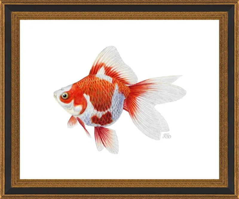 Japanese ryukin goldfish by Emily S. Damstra for Artfully Walls