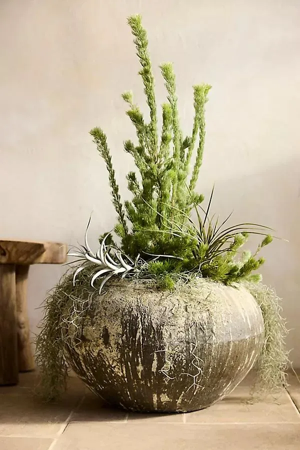 Barnacle Stew Pot Planter