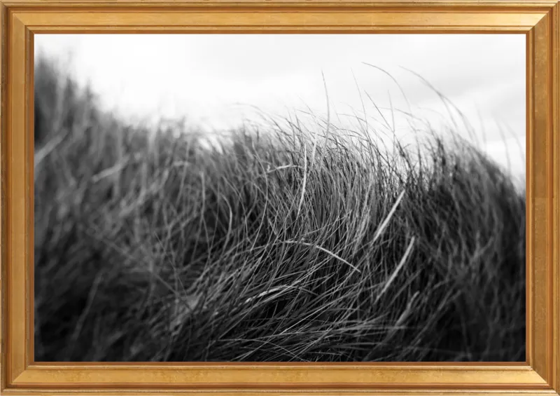 Beach Grass #3 by Alicia Bock for Artfully Walls