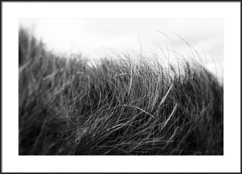 Beach Grass #3 by Alicia Bock for Artfully Walls