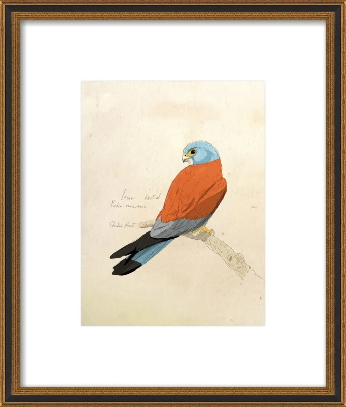 Lesser Kestrel by Shahar Navot for Artfully Walls