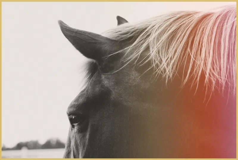 Pink Pony by Alicia Bock for Artfully Walls