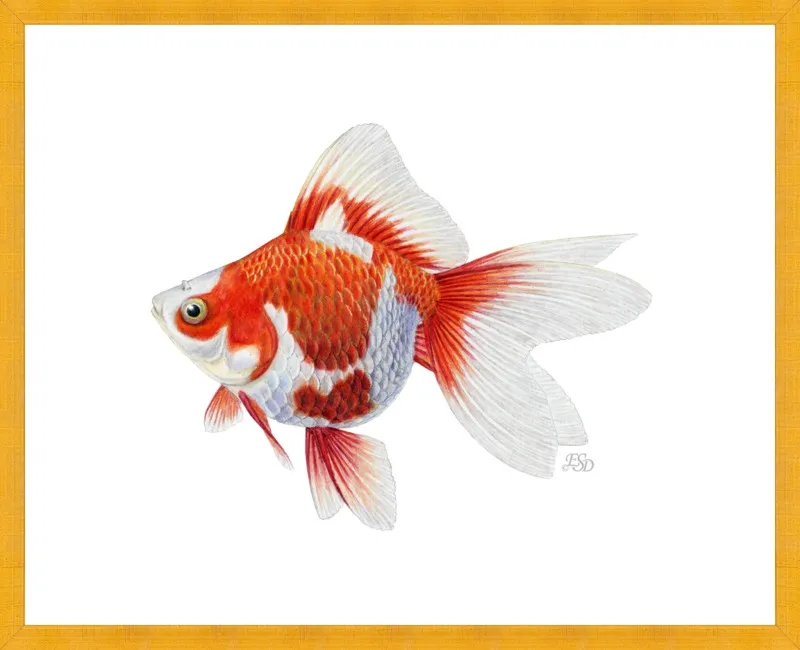 Japanese ryukin goldfish by Emily S. Damstra for Artfully Walls