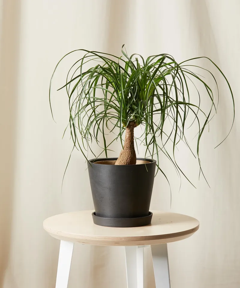 Ponytail Palm -  Charcoal