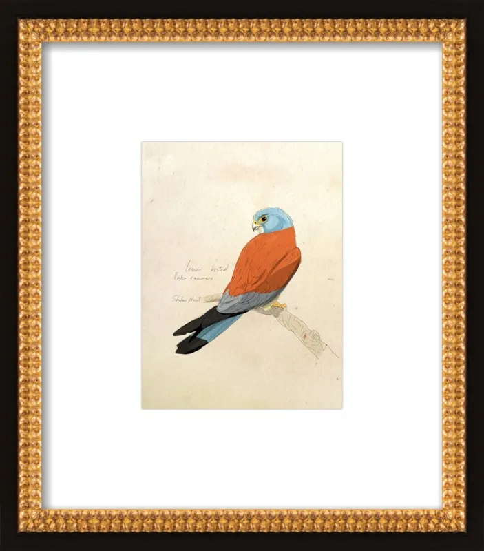 Lesser Kestrel by Shahar Navot for Artfully Walls