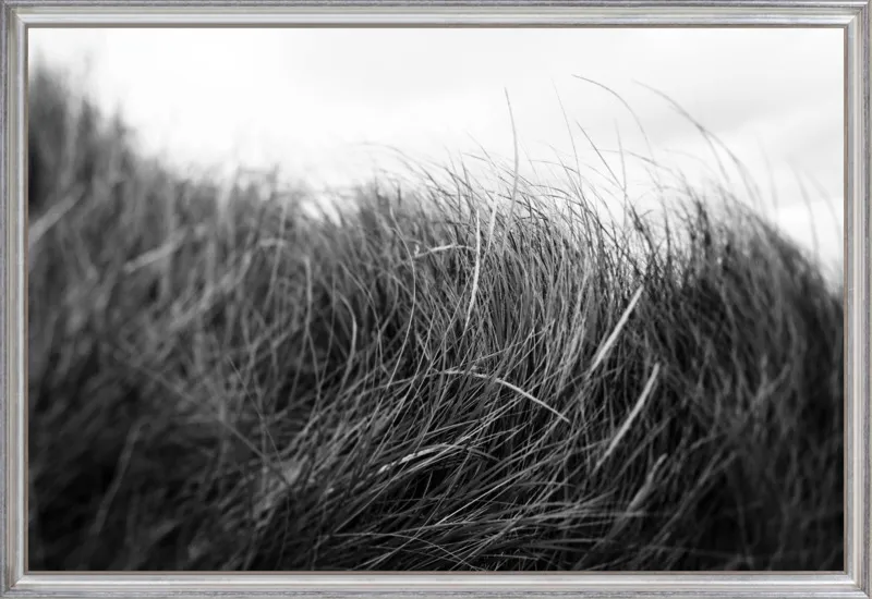 Beach Grass #3 by Alicia Bock for Artfully Walls