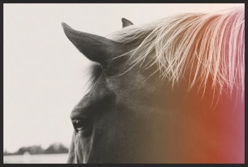 Pink Pony by Alicia Bock for Artfully Walls