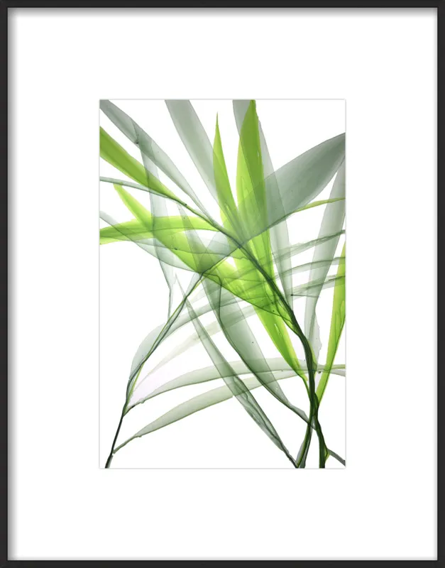 Tropical Study no. 3 by Marina Dunbar  for Artfully Walls