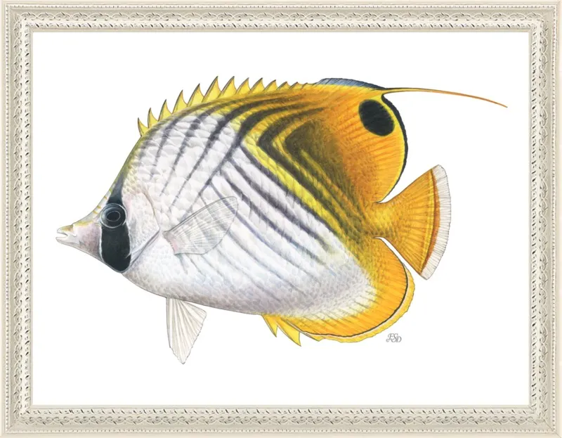 Threadfin butterflyfish by Emily S. Damstra for Artfully Walls