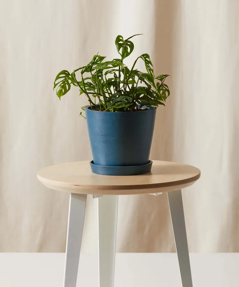 Monstera Adansonii -  Indigo