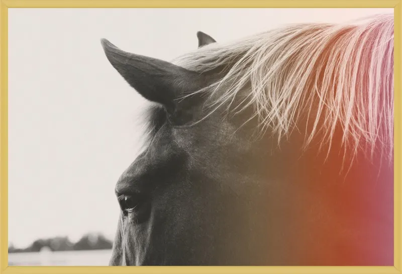 Pink Pony by Alicia Bock for Artfully Walls