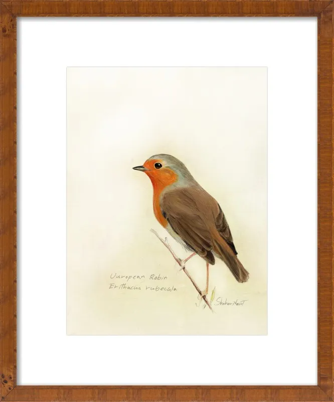 European Robin by Shahar Navot for Artfully Walls