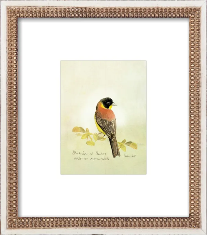 Black-Headed Bunting by Shahar Navot for Artfully Walls