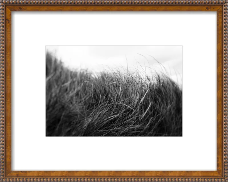 Beach Grass #3 by Alicia Bock for Artfully Walls