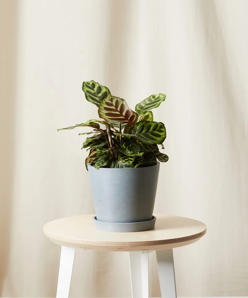 Calathea Peacock -  Slate