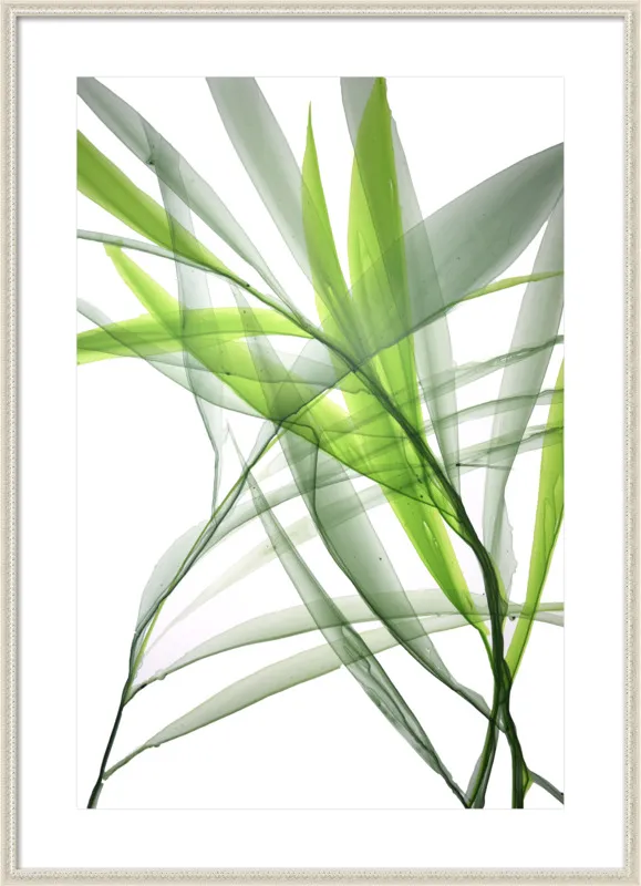 Tropical Study no. 3 by Marina Dunbar  for Artfully Walls