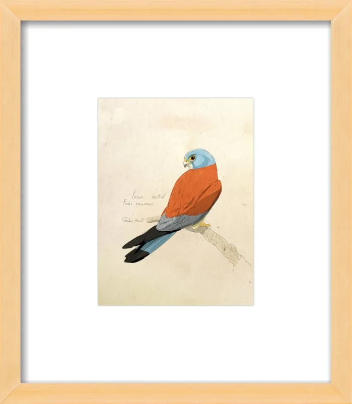 Lesser Kestrel by Shahar Navot for Artfully Walls