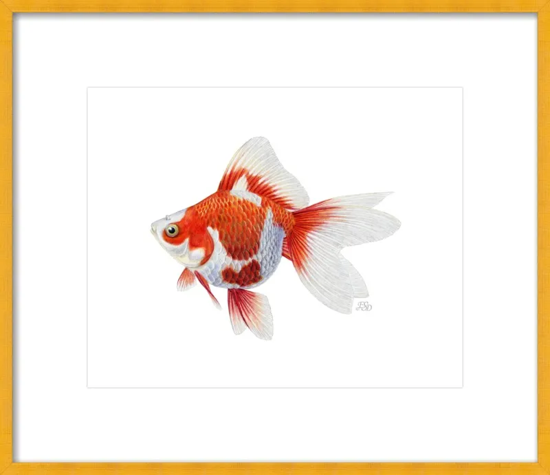 Japanese ryukin goldfish by Emily S. Damstra for Artfully Walls