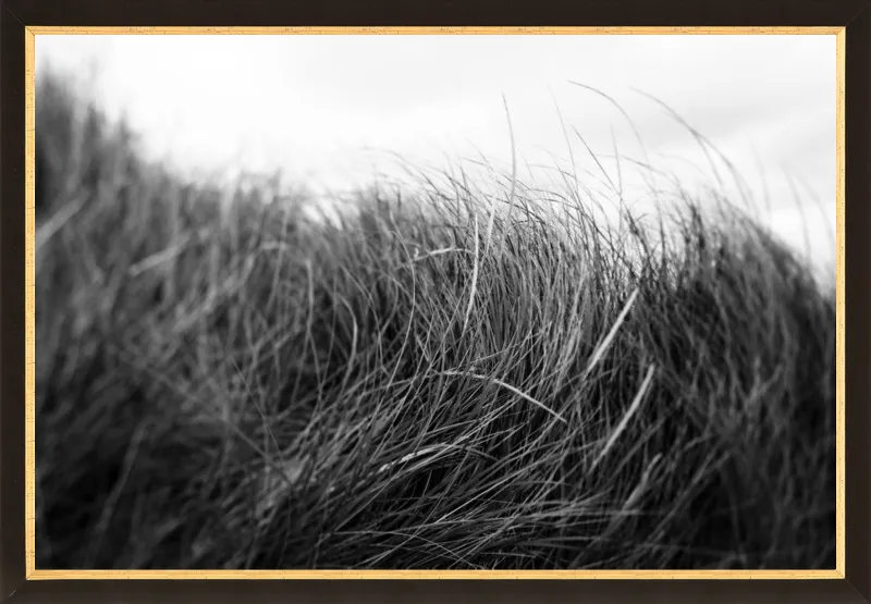 Beach Grass #3 by Alicia Bock for Artfully Walls