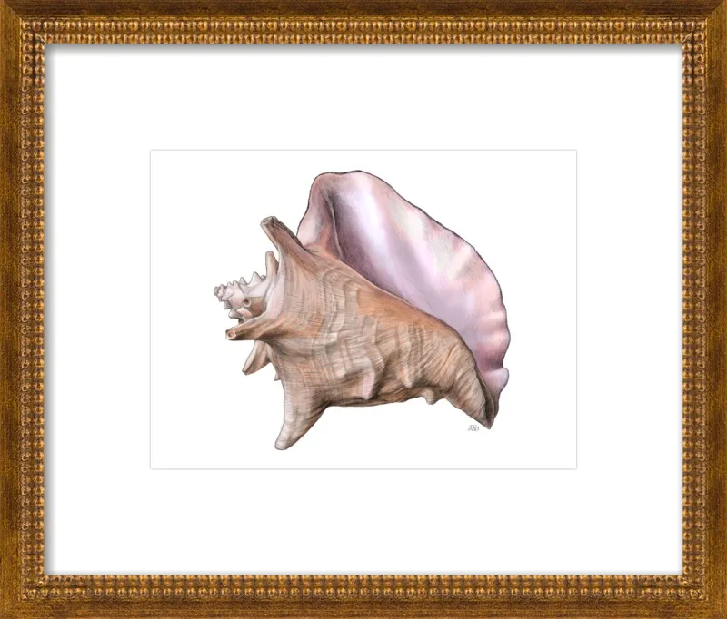 Queen conch  by Emily S. Damstra for Artfully Walls