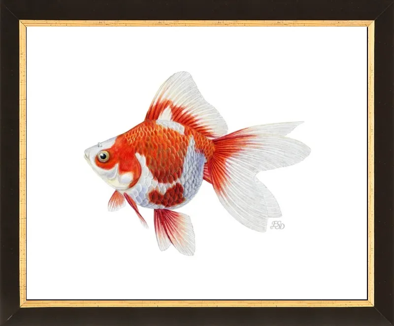 Japanese ryukin goldfish by Emily S. Damstra for Artfully Walls