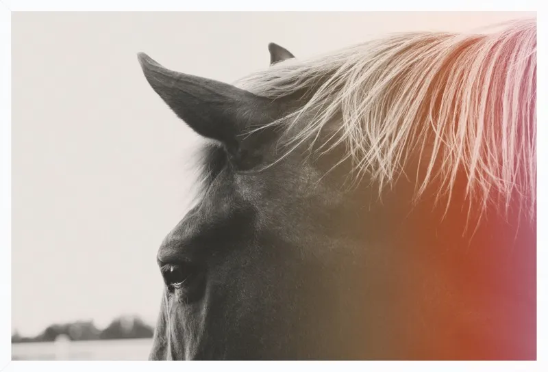 Pink Pony by Alicia Bock for Artfully Walls