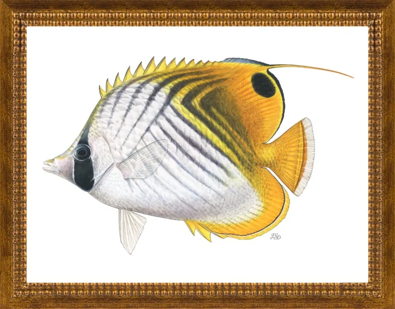 Threadfin butterflyfish by Emily S. Damstra for Artfully Walls