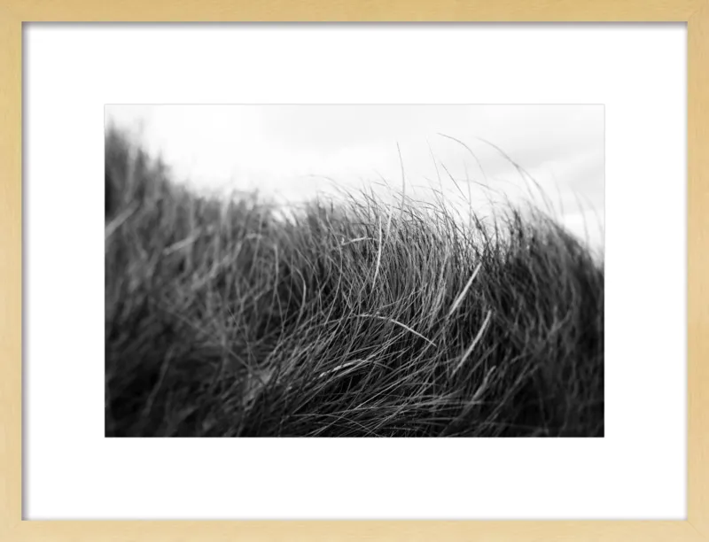Beach Grass #3 by Alicia Bock for Artfully Walls