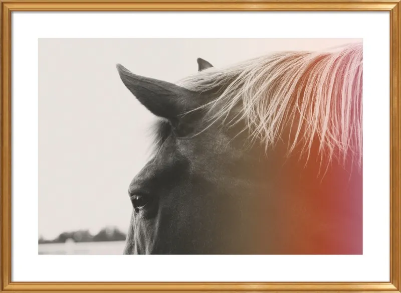 Pink Pony by Alicia Bock for Artfully Walls