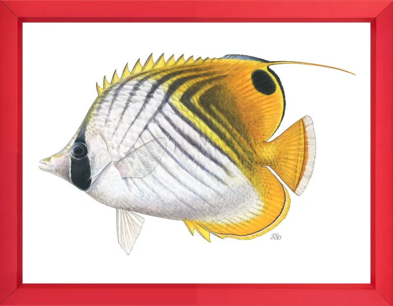 Threadfin butterflyfish by Emily S. Damstra for Artfully Walls