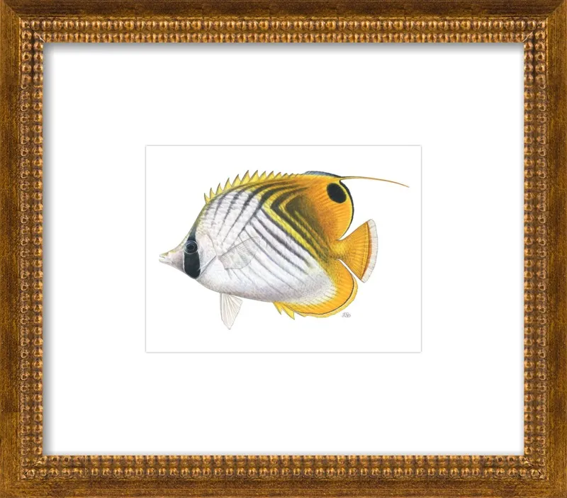 Threadfin butterflyfish by Emily S. Damstra for Artfully Walls