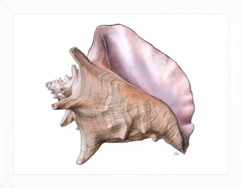 Queen conch  by Emily S. Damstra for Artfully Walls