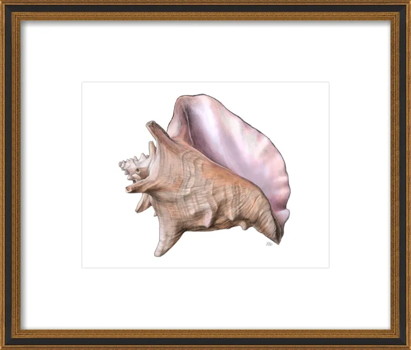 Queen conch  by Emily S. Damstra for Artfully Walls
