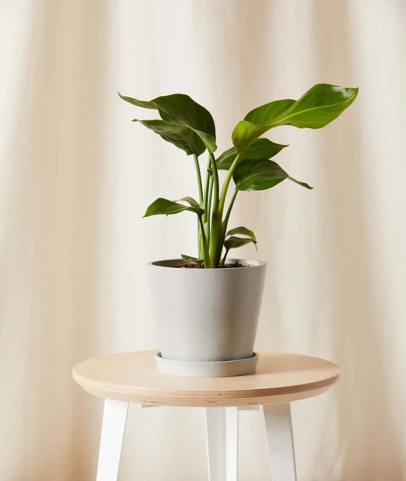 Bird of Paradise, Stone Pot