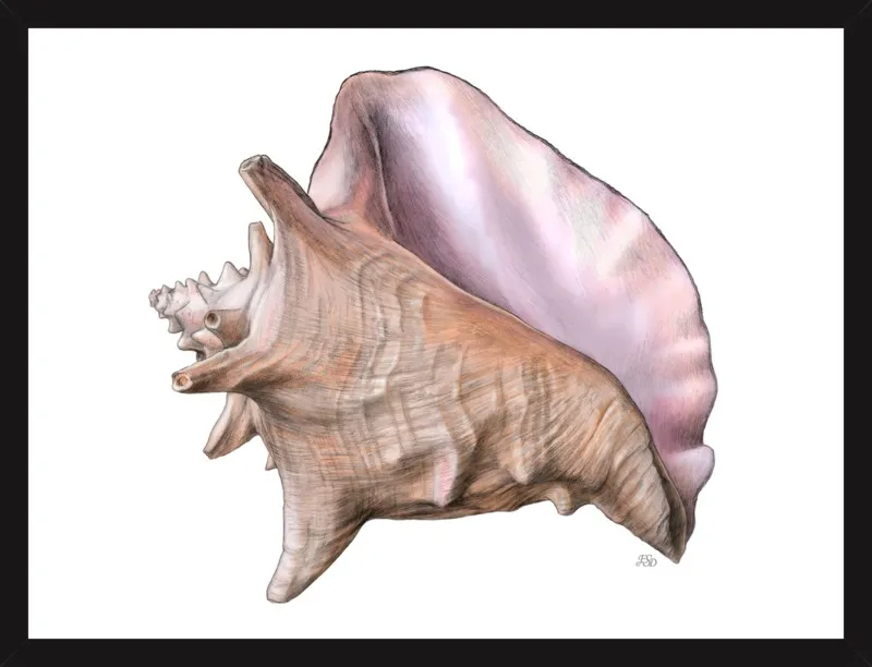 Queen conch  by Emily S. Damstra for Artfully Walls