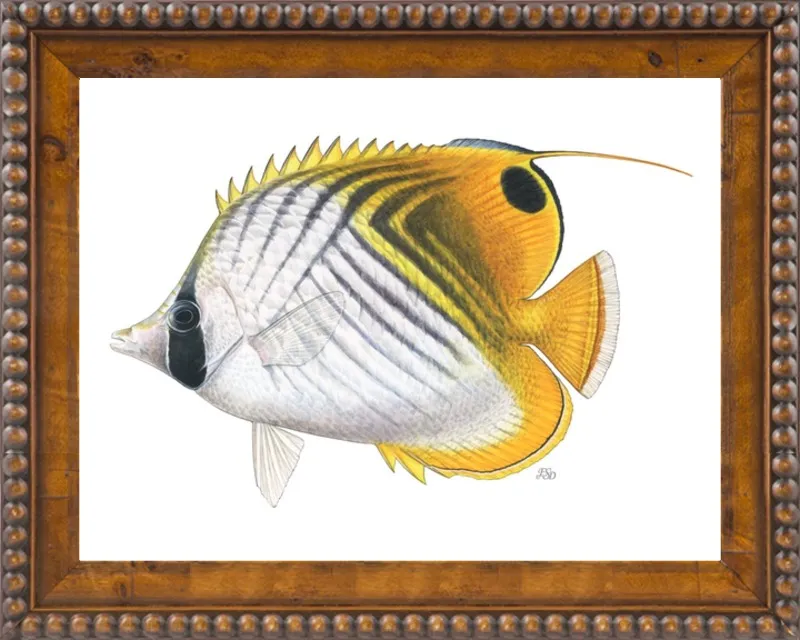 Threadfin butterflyfish by Emily S. Damstra for Artfully Walls