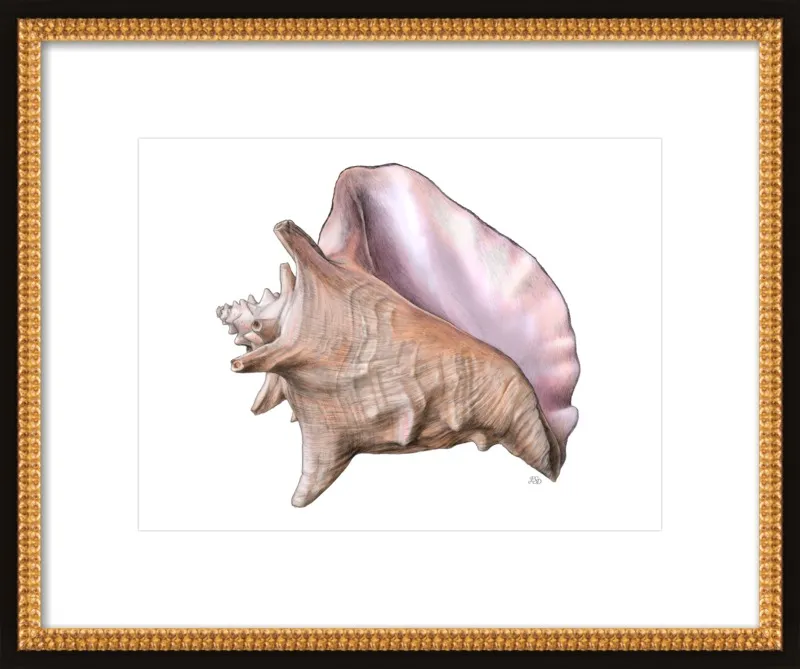 Queen conch  by Emily S. Damstra for Artfully Walls