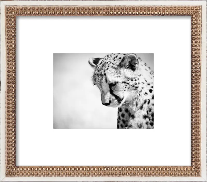 Cheetah VII by Beth Wold for Artfully Walls