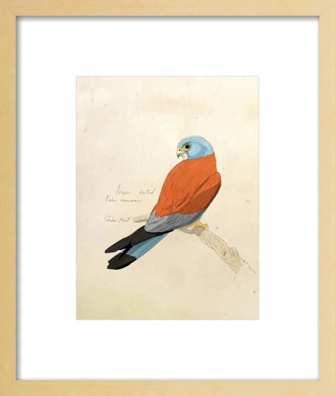 Lesser Kestrel by Shahar Navot for Artfully Walls