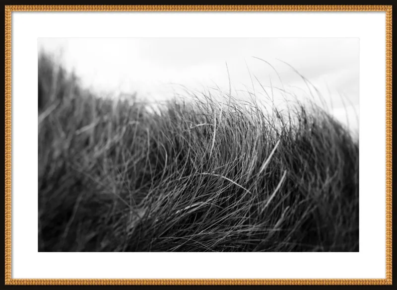 Beach Grass #3 by Alicia Bock for Artfully Walls