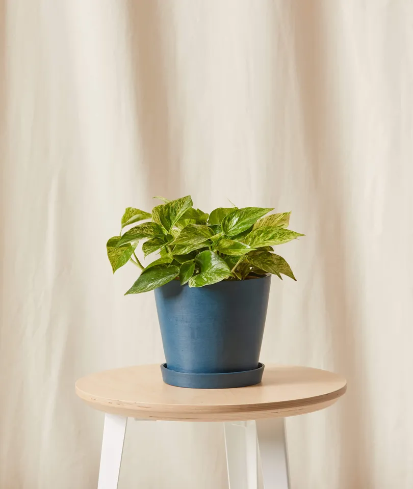 Marble Queen Pothos -  Indigo
