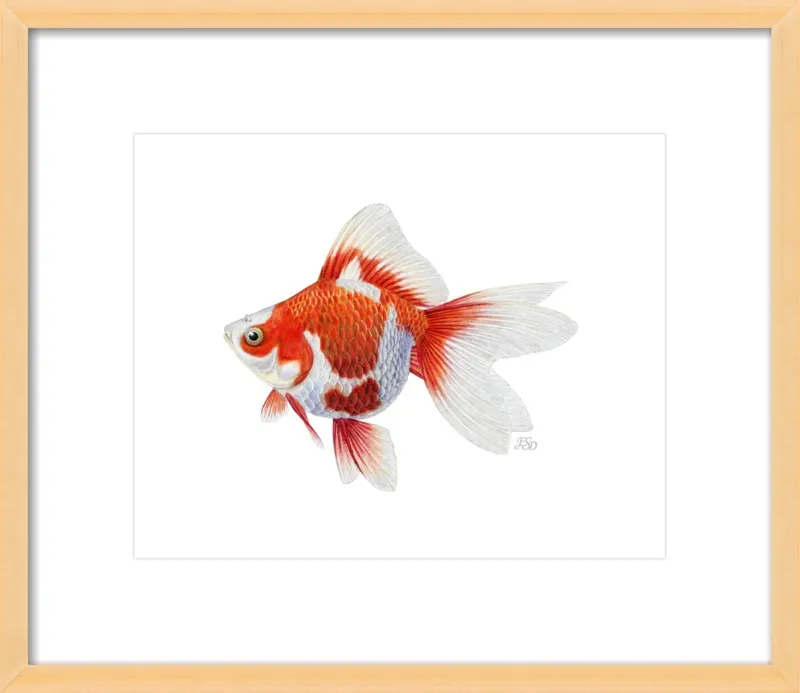 Japanese ryukin goldfish by Emily S. Damstra for Artfully Walls
